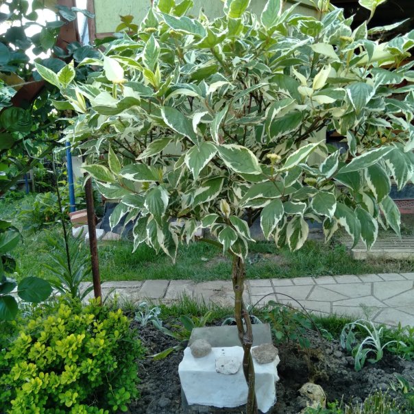 превью изображения отзыва