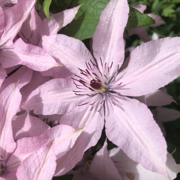 превью изображения отзыва