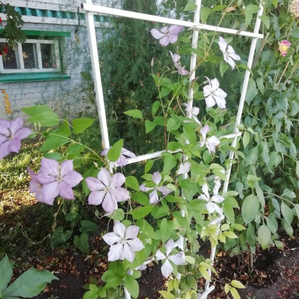 превью изображения отзыва