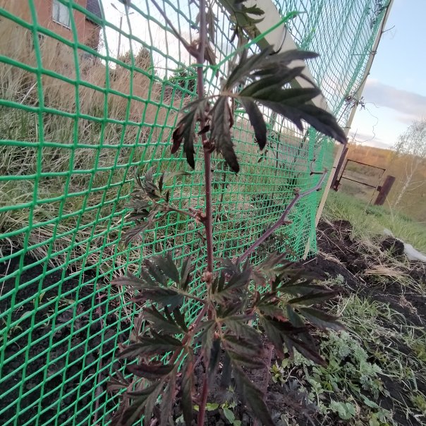 превью изображения отзыва