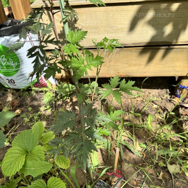 превью изображения отзыва