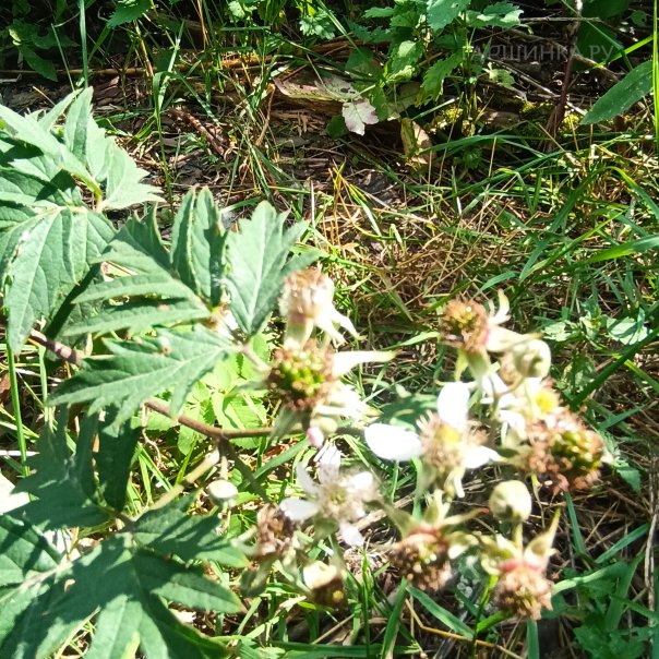 превью изображения отзыва