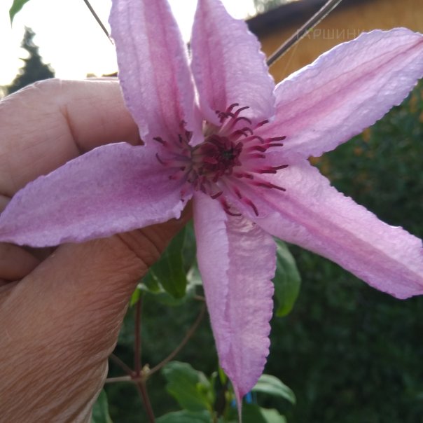 превью изображения отзыва