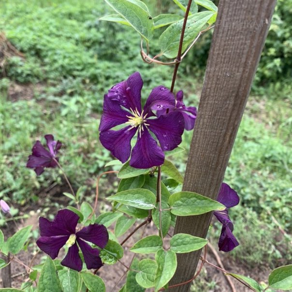 превью изображения отзыва