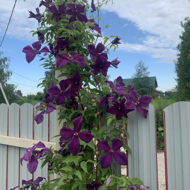 превью изображения отзыва