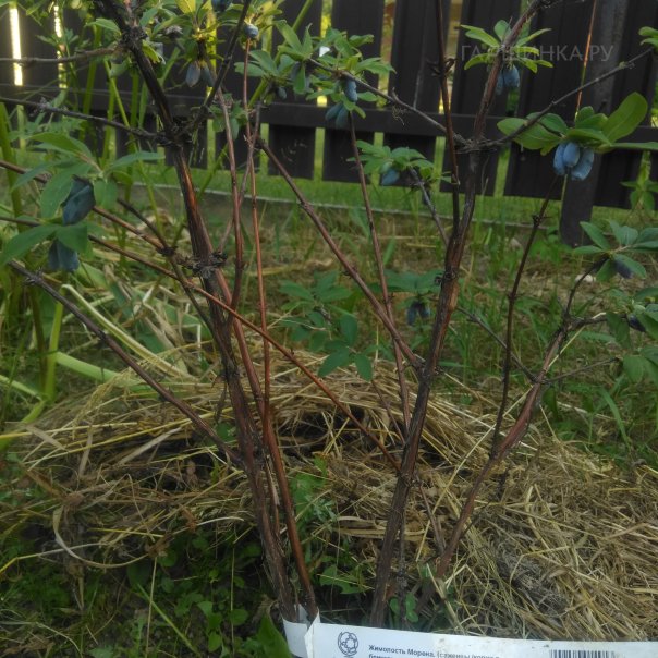 превью изображения отзыва