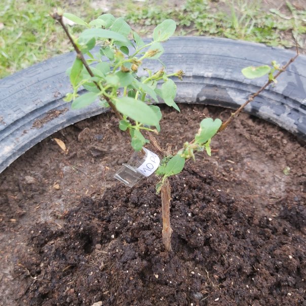 превью изображения отзыва