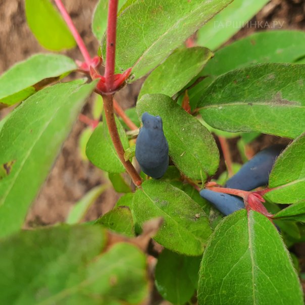 превью изображения отзыва