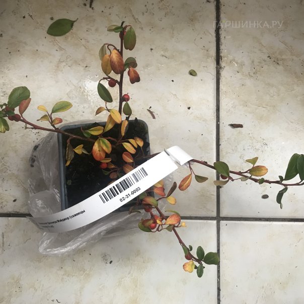 превью изображения отзыва