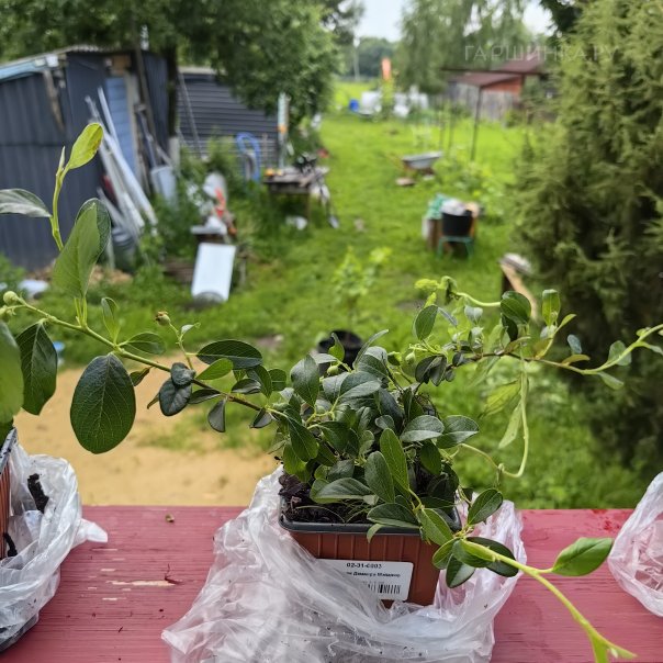 превью изображения отзыва