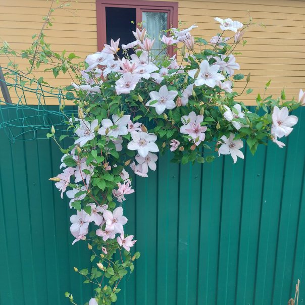 превью изображения отзыва