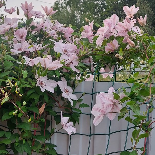 превью изображения отзыва