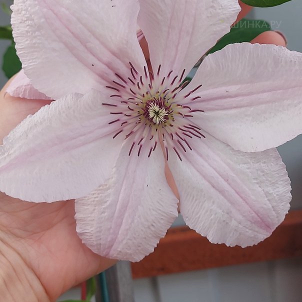 превью изображения отзыва