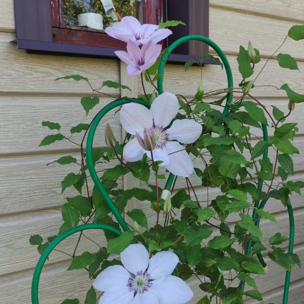 превью изображения отзыва