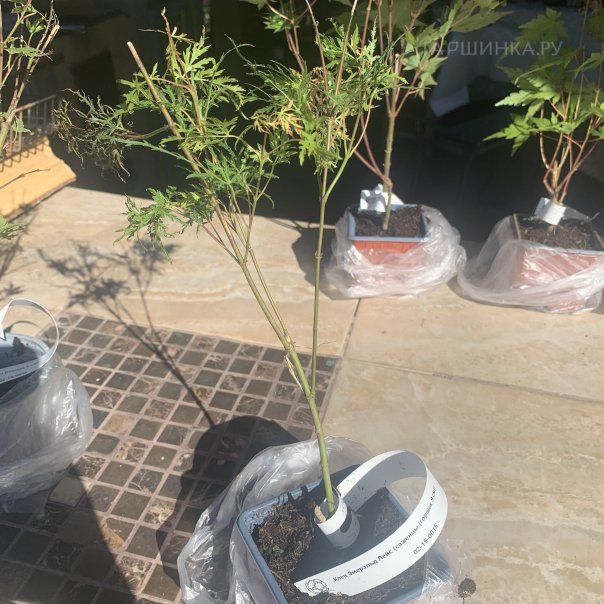 превью изображения отзыва