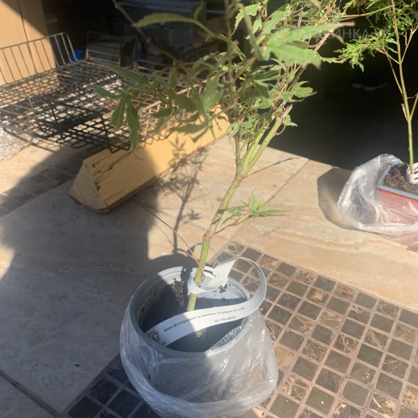 превью изображения отзыва