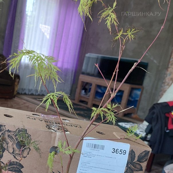 превью изображения отзыва