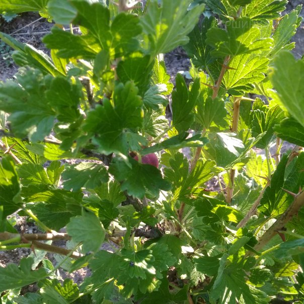 превью изображения отзыва