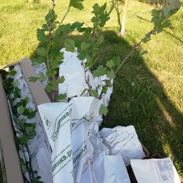 превью изображения отзыва