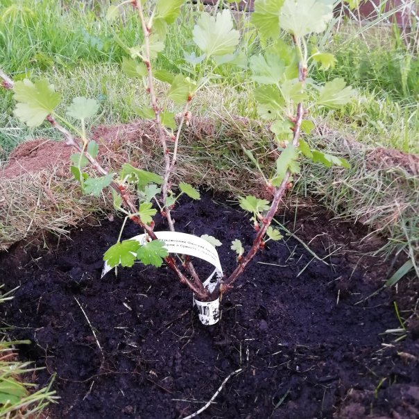 превью изображения отзыва