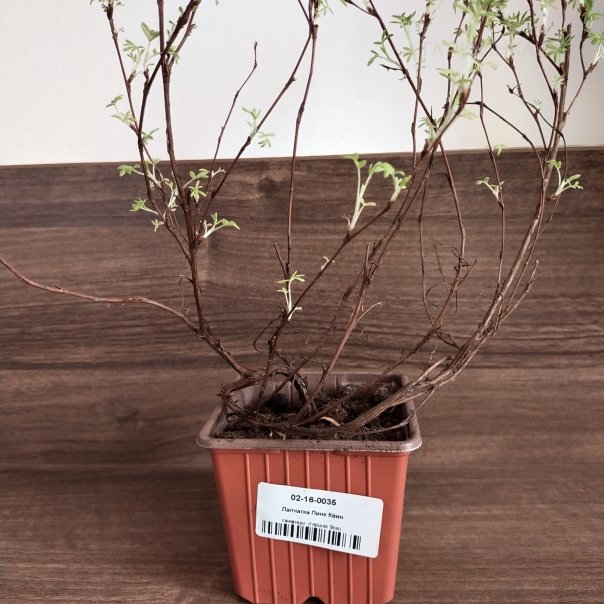 превью изображения отзыва