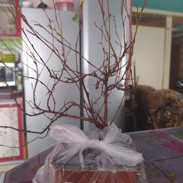 превью изображения отзыва