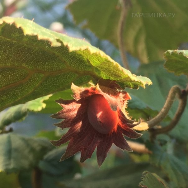 превью изображения отзыва