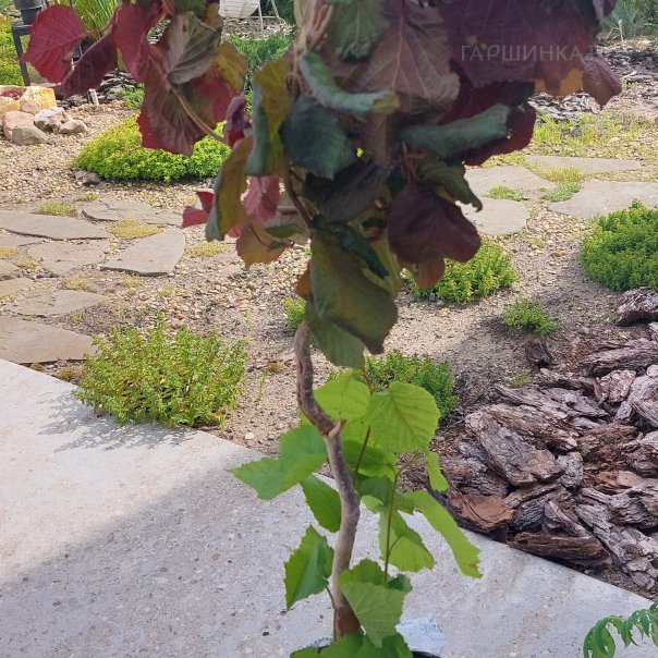 превью изображения отзыва