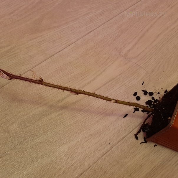 превью изображения отзыва