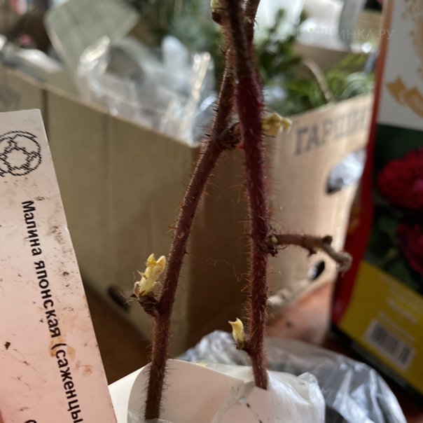 превью изображения отзыва