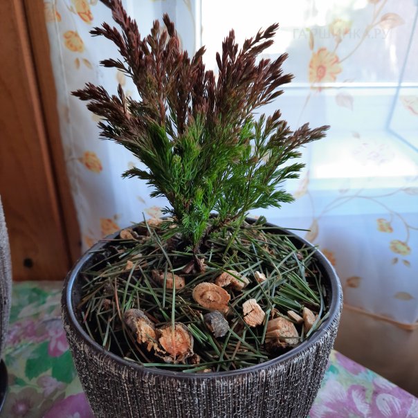 превью изображения отзыва