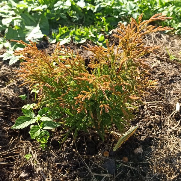 превью изображения отзыва