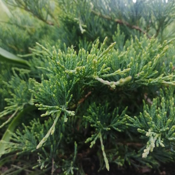 превью изображения отзыва