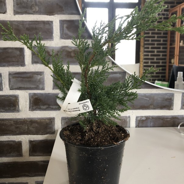 превью изображения отзыва