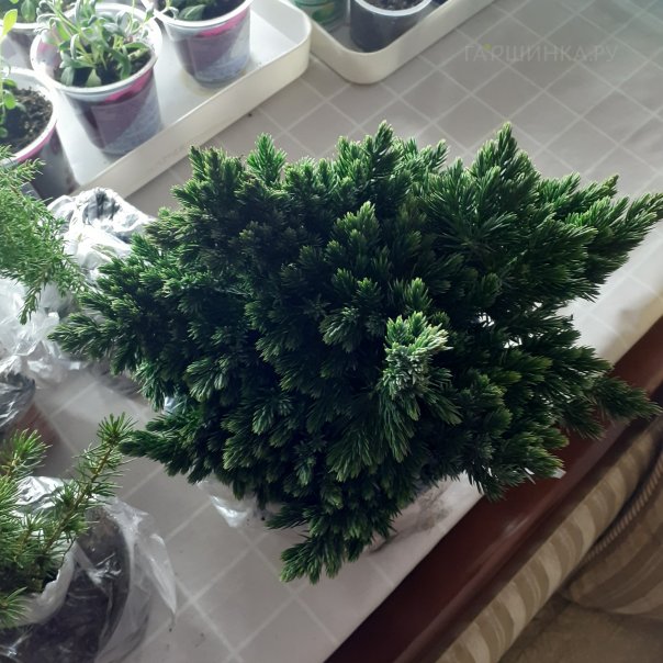 превью изображения отзыва