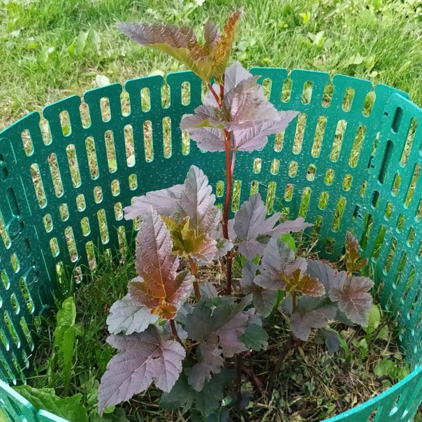 превью изображения отзыва