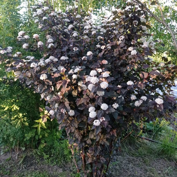 превью изображения отзыва