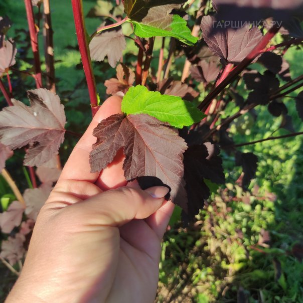 превью изображения отзыва