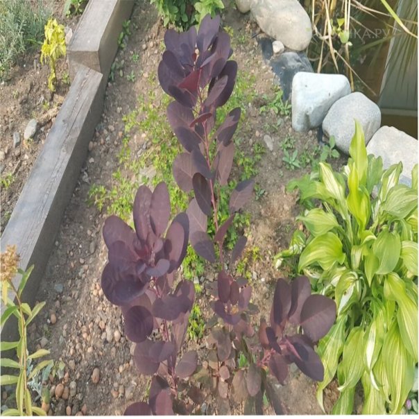 превью изображения отзыва