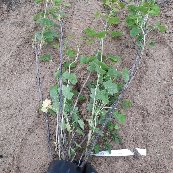 превью изображения отзыва