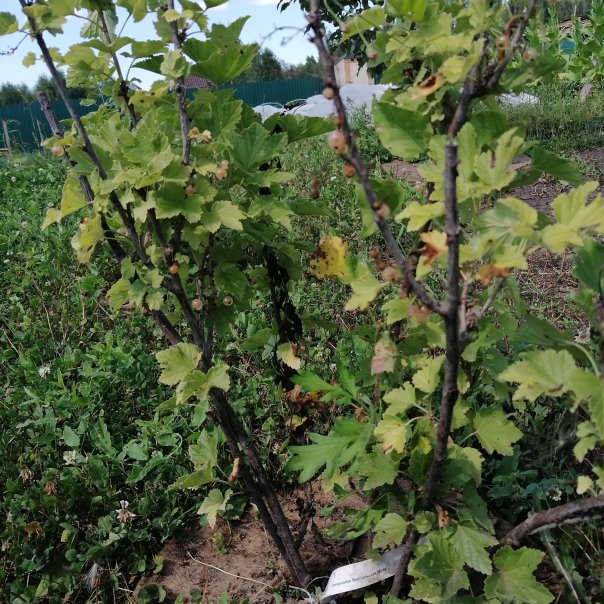 превью изображения отзыва