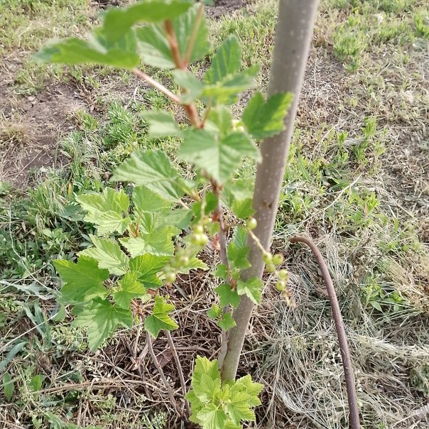 превью изображения отзыва