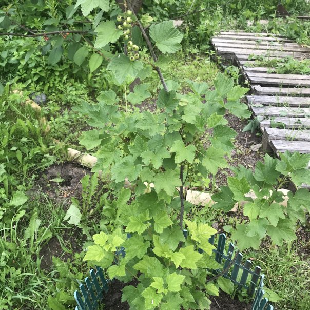 превью изображения отзыва