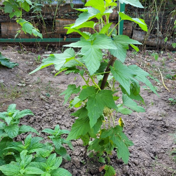 превью изображения отзыва