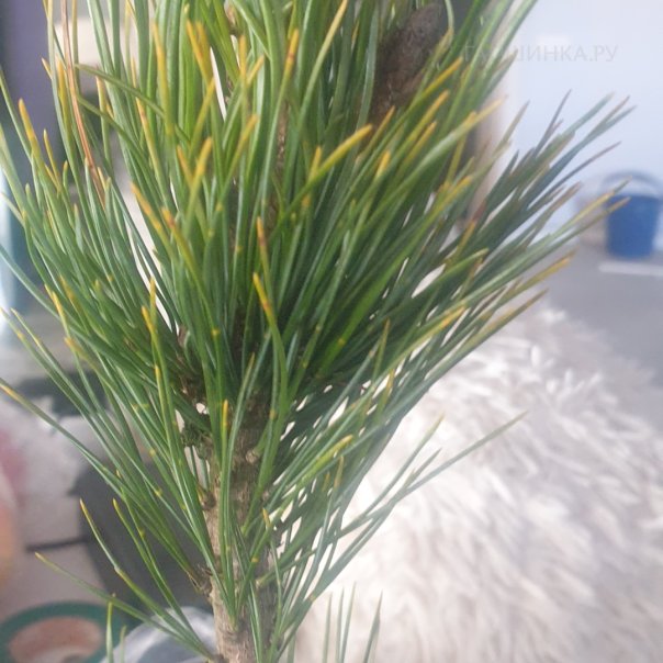 превью изображения отзыва