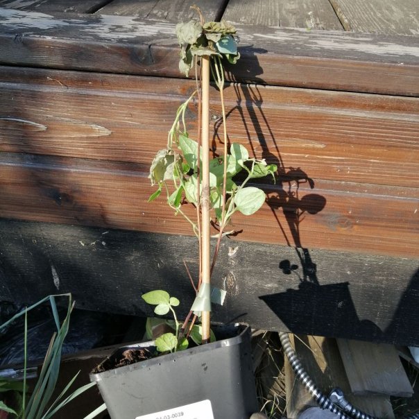 превью изображения отзыва