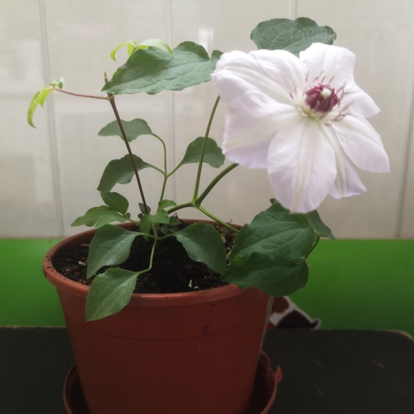 превью изображения отзыва