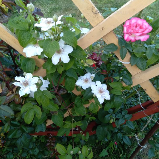 превью изображения отзыва