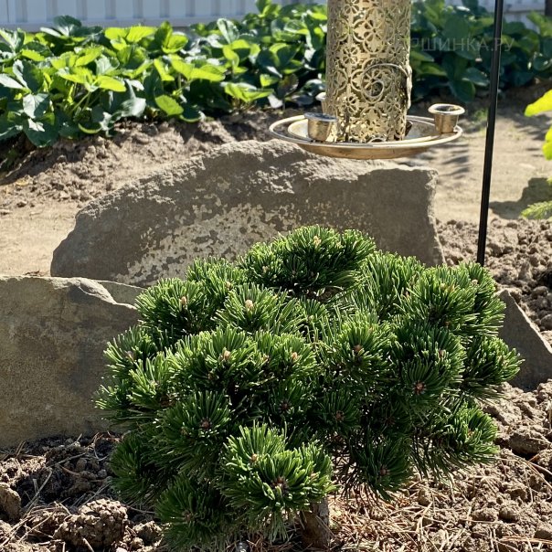 превью изображения отзыва