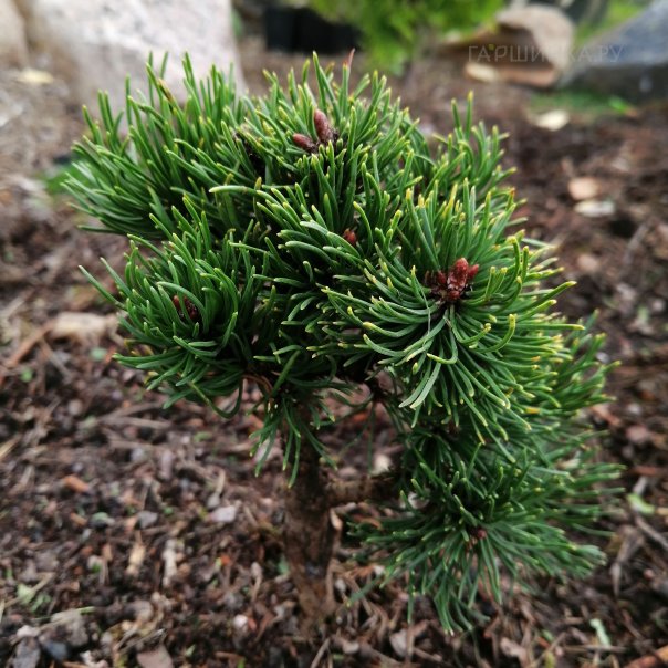 превью изображения отзыва